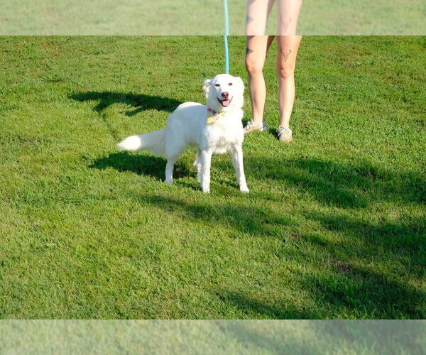 Medium Photo #3 Mutt Puppy For Sale in Evansville, IN, USA