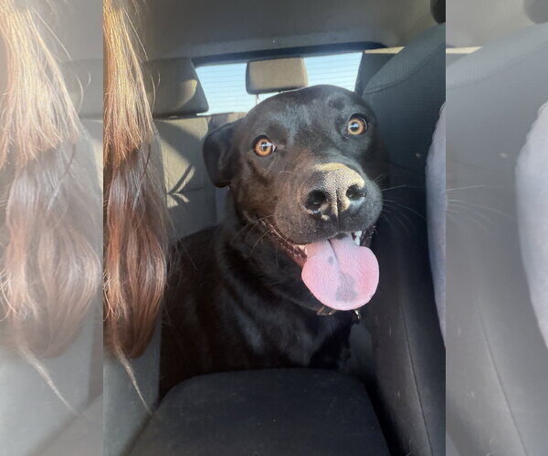 Medium Photo #5 Labrador Retriever-Unknown Mix Puppy For Sale in Sandy, UT, USA