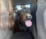 Small #4 Labrador Retriever Mix
