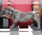 Litter of 8 - Male(s) and Female(s) Cane CorsoLitter of Puppies for Sale - Photo #16