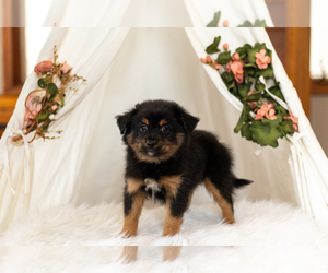 Miniature Australian Shepherd-Pomeranian Mix Puppy for sale in WARSAW, IN, USA