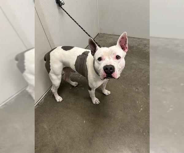 Medium Photo #1 American Bulldog-Unknown Mix Puppy For Sale in Rosenberg, TX, USA