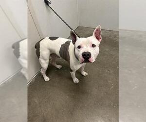 American Bulldog-Unknown Mix Dogs for adoption in Rosenberg, TX, USA