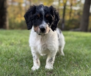 Miniature Bernedoodle Litter for sale in DENVER, PA, USA