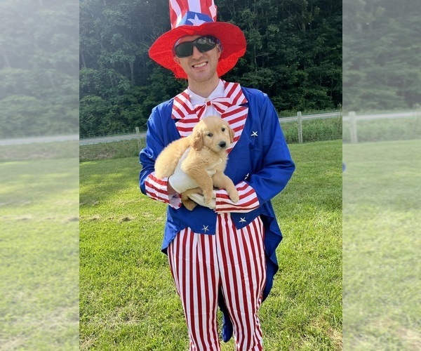 Medium Photo #5 Golden Retriever Puppy For Sale in NEOLA, WV, USA
