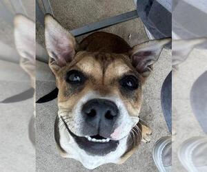 Mutt Dogs for adoption in San Antonio, TX, USA