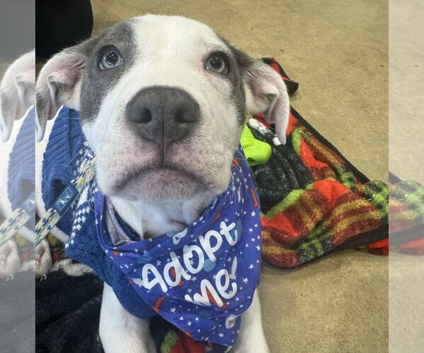 Medium Photo #3 Mutt Puppy For Sale in Fargo, ND, USA