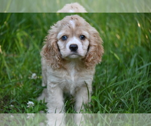 Cocker Spaniel Puppy for Sale in AVALON, Missouri USA