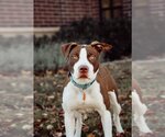 Small Photo #10 American Pit Bull Terrier-Unknown Mix Puppy For Sale in Sandy, UT, USA