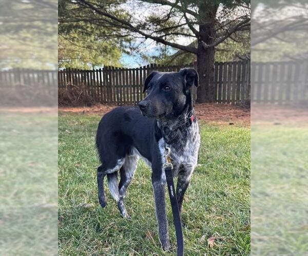 Medium Photo #1 Mutt Puppy For Sale in Louisville, KY, USA