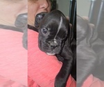 Small #1 Boxer