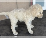 Small #17 Poodle (Standard)