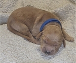 Puppy Navy Golden Irish-Golden Retriever Mix
