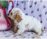 Small #4 Cavapoo