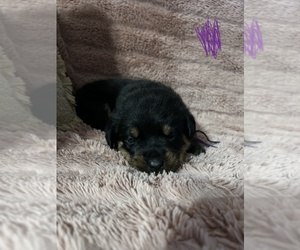 Rottweiler Puppy for sale in PEVELY, MO, USA
