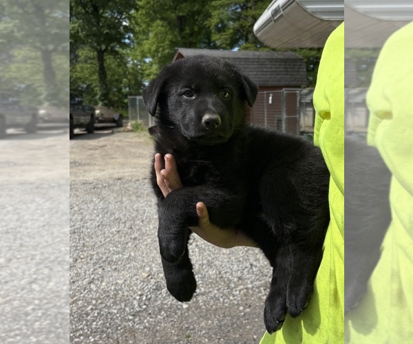 Medium Photo #2 German Shepherd Dog Puppy For Sale in PULASKI, PA, USA