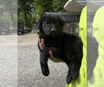 Small #1 German Shepherd Dog