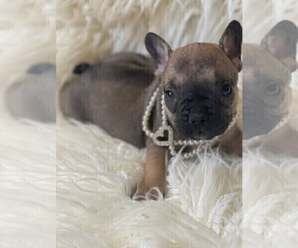 Medium Photo #10 French Bulldog Puppy For Sale in MONTEBELLO, CA, USA