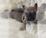 Small Photo #10 French Bulldog Puppy For Sale in MONTEBELLO, CA, USA