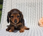 Small Photo #34 Dachshund Puppy For Sale in GOSHEN, IN, USA