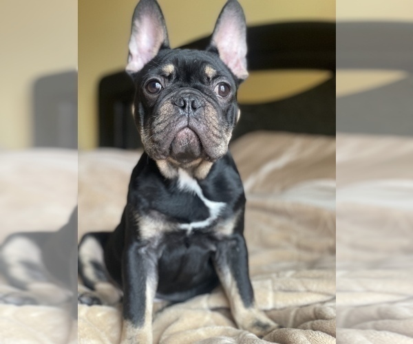 Full screen Photo #2 French Bulldog Puppy For Sale in PALATINE, IL, USA