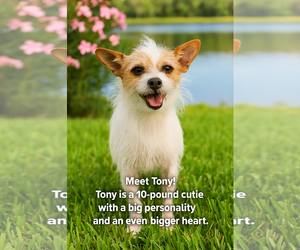 Mutt Dogs for adoption in Menifee, CA, USA