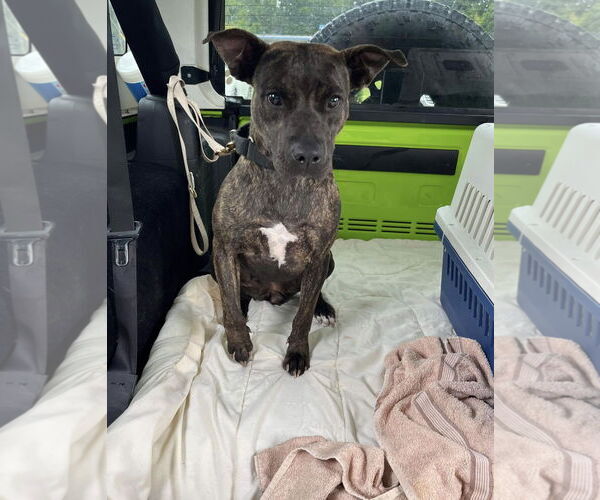 Medium Photo #2 Labrador Retriever-Unknown Mix Puppy For Sale in Jackson Township, NJ, USA