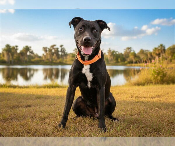 Medium Photo #2 Labrador Retriever-Unknown Mix Puppy For Sale in Tavares, FL, USA