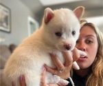 Small Photo #9 Pomsky Puppy For Sale in WOODSTOCK, IL, USA
