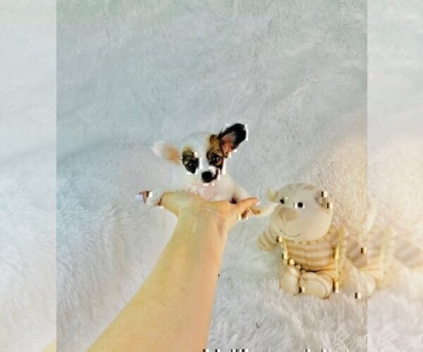 Medium Photo #7 Chihuahua Puppy For Sale in DACULA, GA, USA