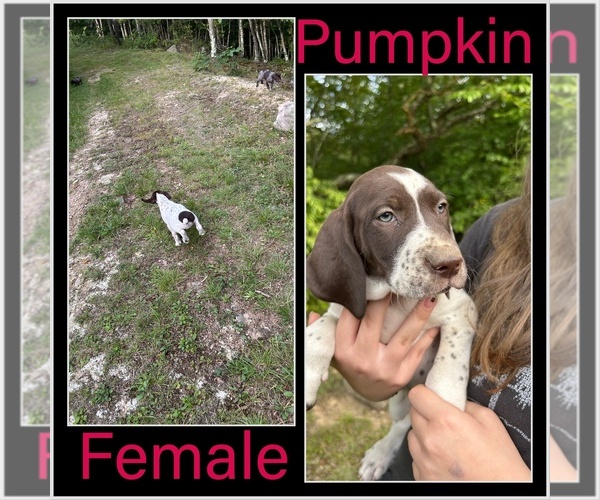 Medium Photo #16 German Shorthaired Pointer Puppy For Sale in ELK GARDEN, WV, USA