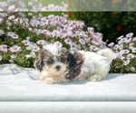 Puppy Roman Shih-Poo