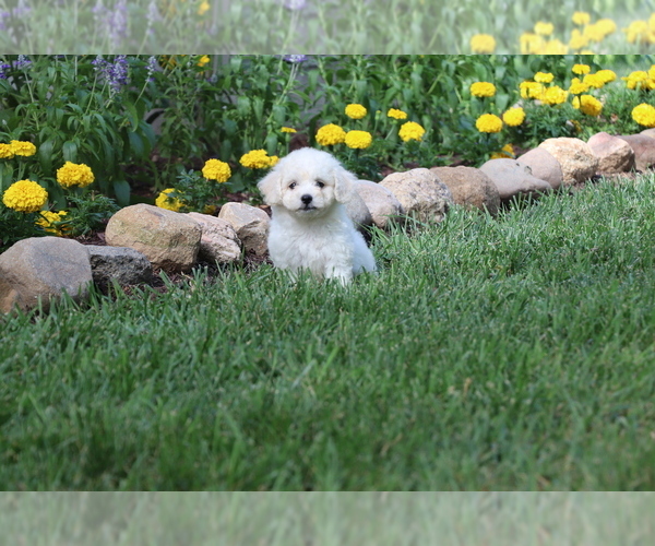Medium Photo #28 Bichon Frise Puppy For Sale in HUMBOLDT, IL, USA