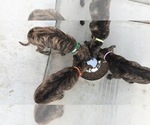 Small Photo #7 Phu Quoc (Vietnam Island) Ridgeback Puppy For Sale in PALMDALE, CA, USA