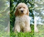Small Photo #1 Labradoodle-Poodle (Standard) Mix Puppy For Sale in WARSAW, IN, USA