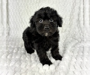 YorkiePoo Puppy for sale in FRANKLIN, IN, USA