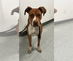 Boxer Dogs for adoption in Downey, CA, USA