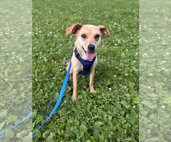 Medium Photo #8 Beagle-Unknown Mix Puppy For Sale in Minneapolis, MN, USA