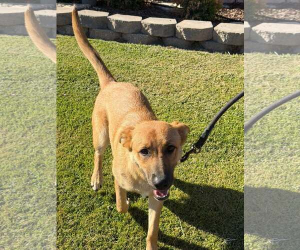 Medium Photo #3 German Shepherd Dog-Unknown Mix Puppy For Sale in Turlock, CA, USA