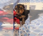 Small #1 Yorkshire Terrier
