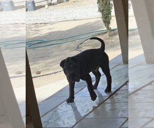 Chinese Shar-Pei Puppy for Sale in LUCERNE VALLEY, California USA