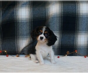 Cavalier King Charles Spaniel Puppy for Sale in MARCELLUS, Michigan USA