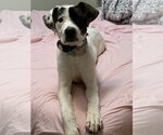 Small Great Pyrenees Mix