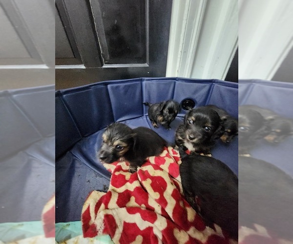 Medium Photo #14 Dachshund Puppy For Sale in DETROIT, MI, USA