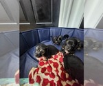 Small #13 Dachshund