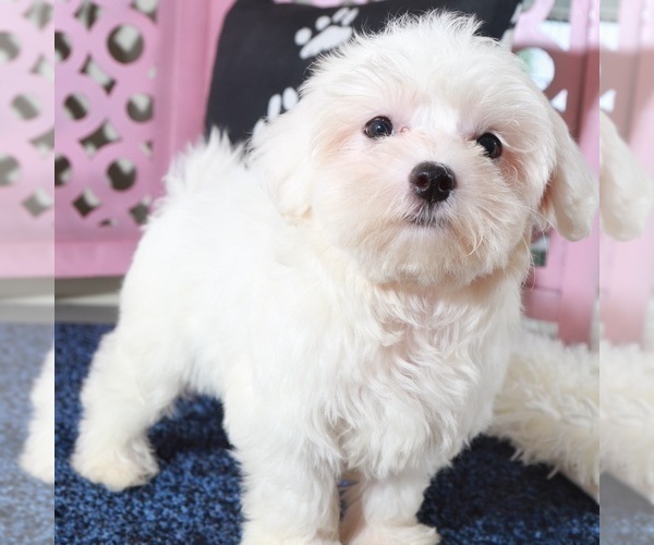 Medium Photo #4 Maltese Puppy For Sale in MOUNT VERNON, OH, USA