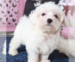 Small #3 Maltese