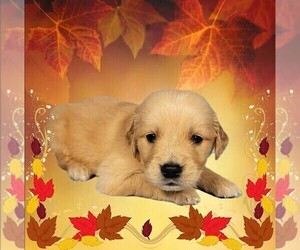 Medium Golden Retriever