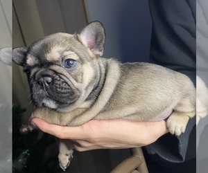 French Bulldog Puppy for sale in LAS VEGAS, NV, USA