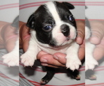 Puppy 3 Boston Terrier